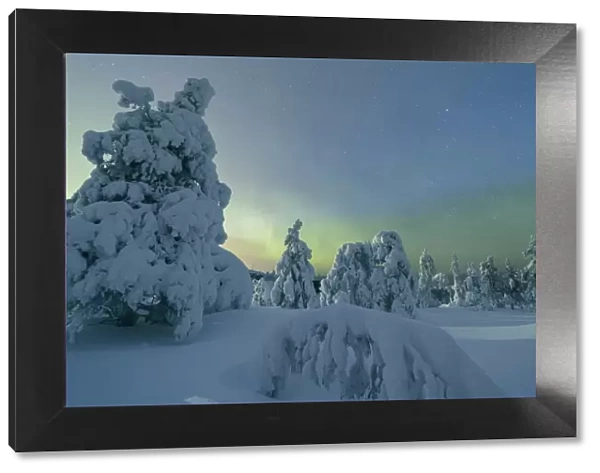 Frozen trees in snowy woods framed by starry sky in the cold polar night Ruka Kuusamo