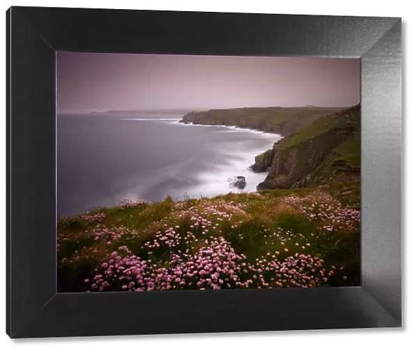 Sea Thrift growing on the clifftops above Lands End, Cornwall, England. Spring