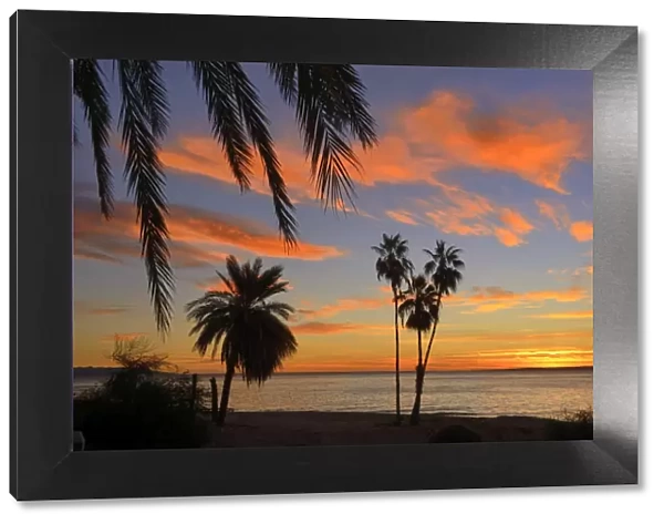 Palm trees at sunset in La ventana, Baja California Sur, Mexico