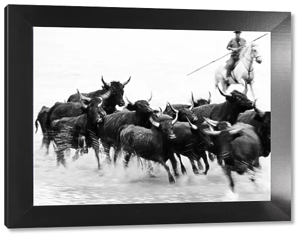 Black bulls of Camargue and their herder running through the water, Camargue, France
