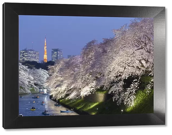 Japan, Tokyo, Chidorigafuchi Park, Cherry Trees in full bloom near the Imperial Palace moat