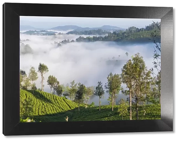 Tea Estate & morning mist, Hapatule, Southern Highlands, Sri Lanka