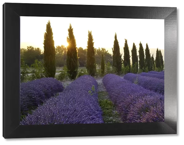 Lavender Field near Roussillion, Provence Alpes Cote d Azur, Provence, France, Europe
