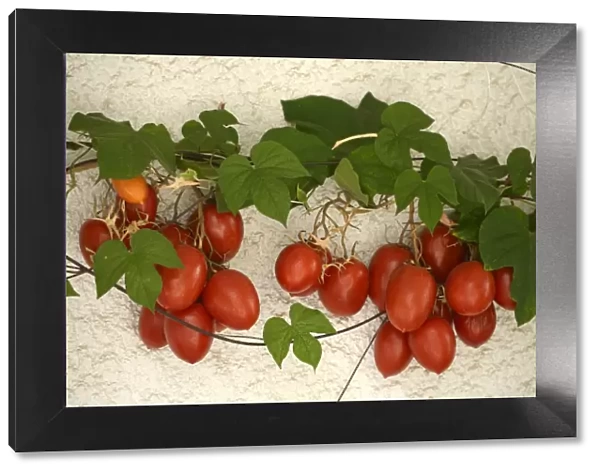 Vine tomatoes, Mirtos, Crete, Greece, Europe