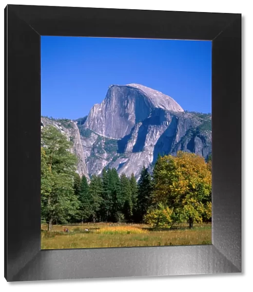 Yosemite National Park  /  Half Dome & Autumn Leaves, California, USA