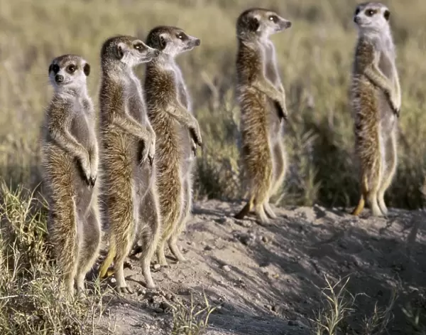 A pack of meerkats on the edge of the Ntwetwe salt