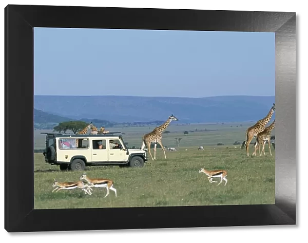 Watching Msai giraffe on a game drive while on a safari holiday