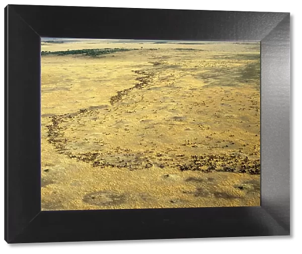 An aerial photograph of the wildebeest migration in Masai Mara