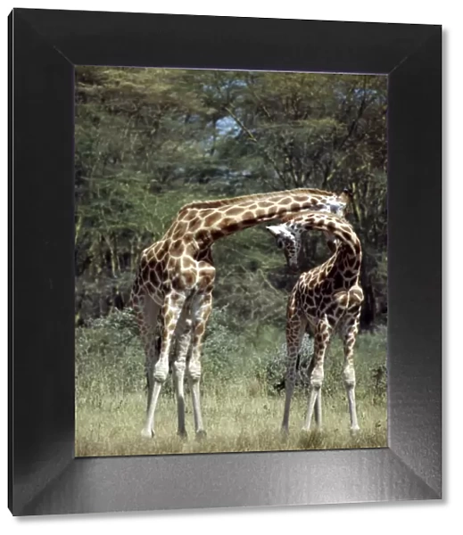 Two Rothschild giraffes neck in Lake Nakuru National Park