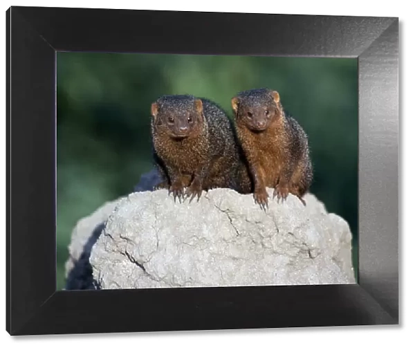 Two dwarf mongooses on top of a termite mound
