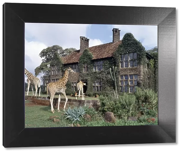 Rothschild giraffes at The Giraffe Manor on the outskirts of Nairobi