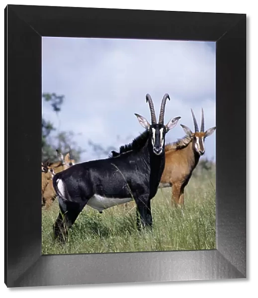 A magnificent Sable antelope bull with females and