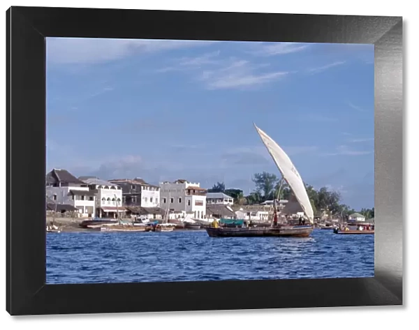 A mashua sails out of the sheltered, natural harbour of Lamu Island