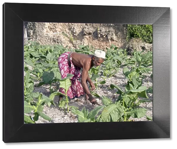 A Pate farmer tends his tobacco crop among the coral
