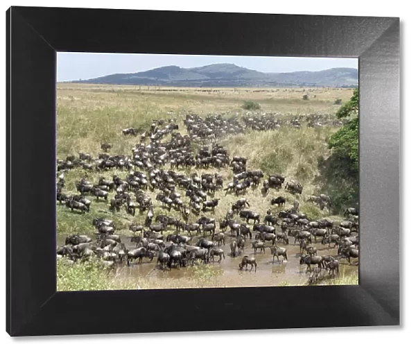 A large herd of Wildebeest and Burchells zebra