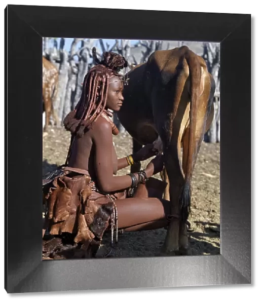 A Himba woman milks a cow in the stock enclosure close to her home