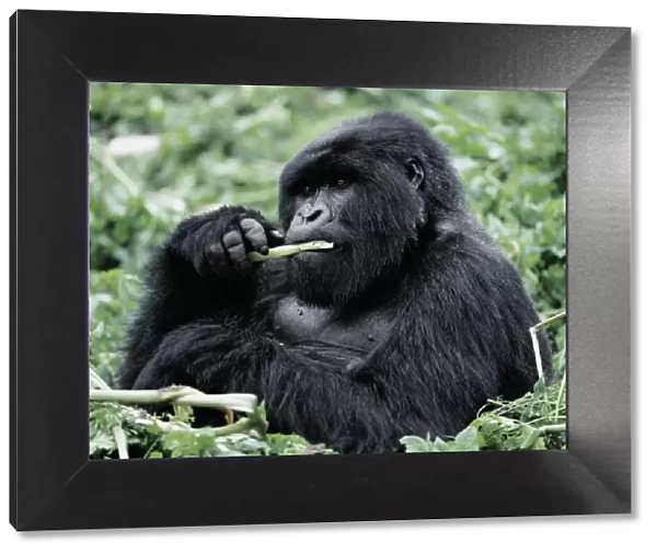 A male mountain gorilla (Gorilla gorilla beringei)