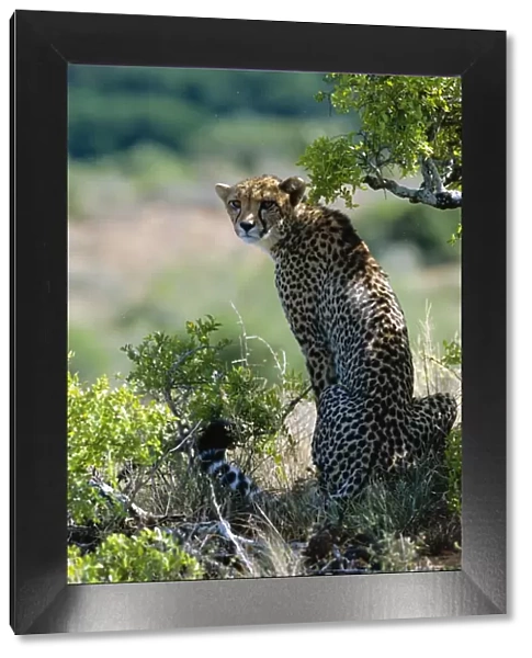 A female cheetah rests in the shade at Kwandwe Private Game Reserve