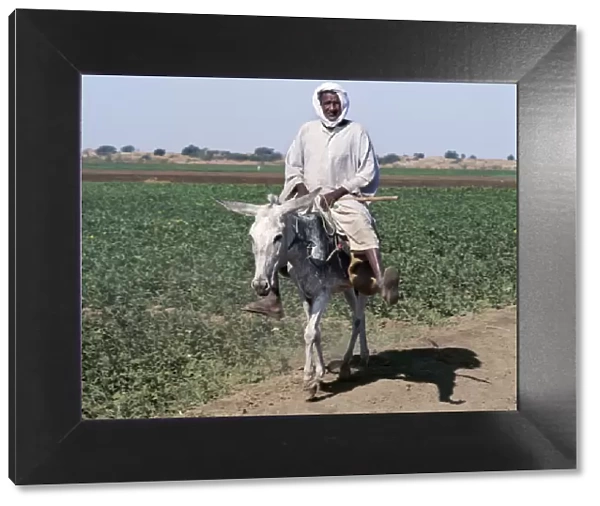 An old man rides his donkey along a path beside farmland