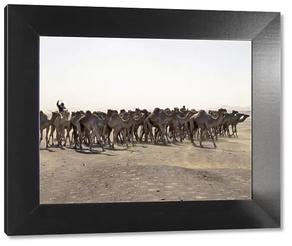 A camel trader drives his camels through a sandstorm