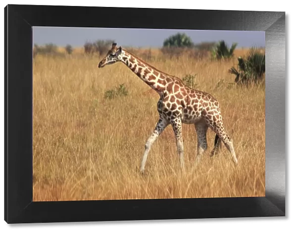 Giraffe, Murchison Falls Conservation Area