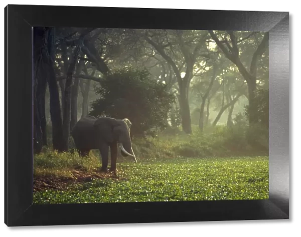 Elephant in the early morning mist feeding on water hyacinths
