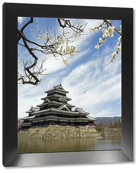 Matsumoto Castle and moat spring cherry tree blossom