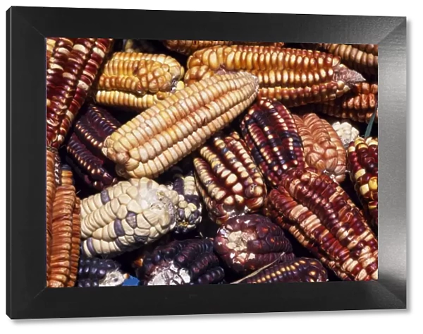 Maize from Pisac market
