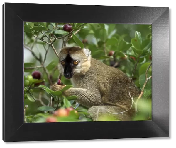 A brown lemur (Eulemur fulvus fulvus) eating wild guava fruits