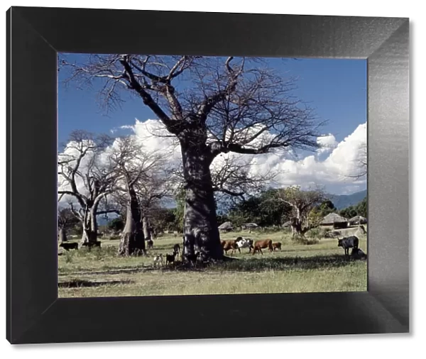 Baobab trees and homesteads near Mangochi