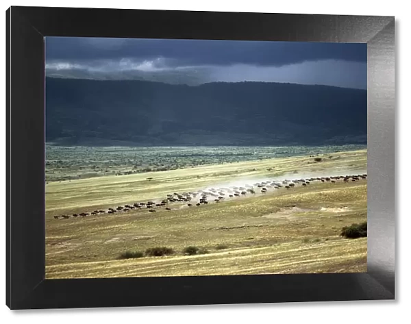 Wildebeest stampede plains of the Ngorongoro Highlands