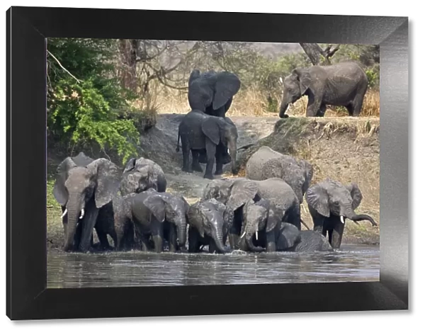 Elephants drink and cool off in the Katuma River