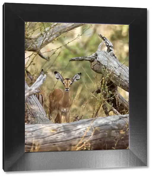 An impala antelope remains alert Katavi National Park