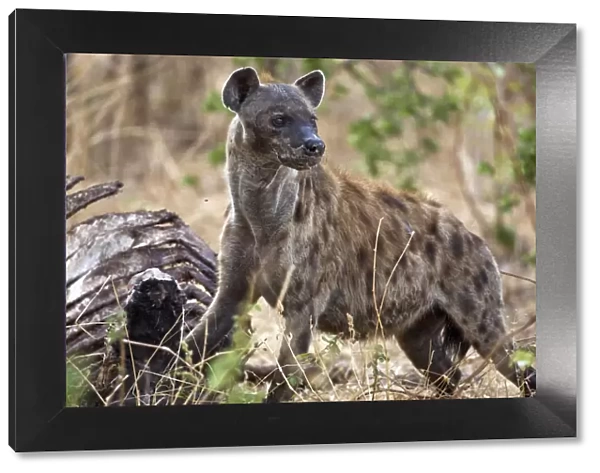 A spotted hyena in Katavi National Park