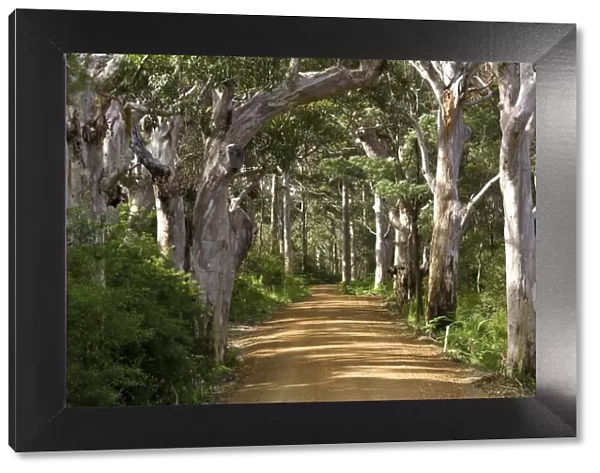 Avenue of trees, West Cape Howe NP. Albany, Western Australia
