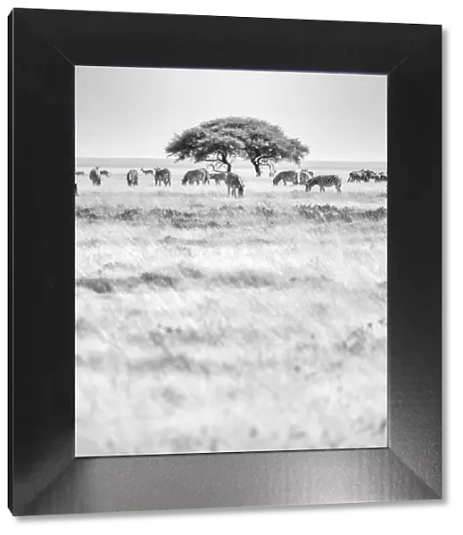 Africa, Namibia, Etosha National park. Zebra herd with acacia tree in front of the