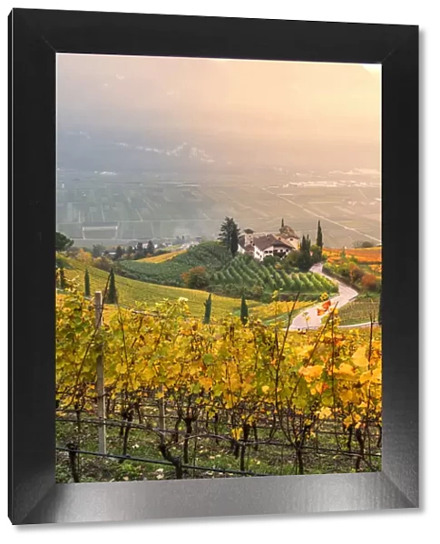 Cortaccia on the wine route Europe, Italy, Trentino Alto Adige, Souht Tyrol, Cortaccia