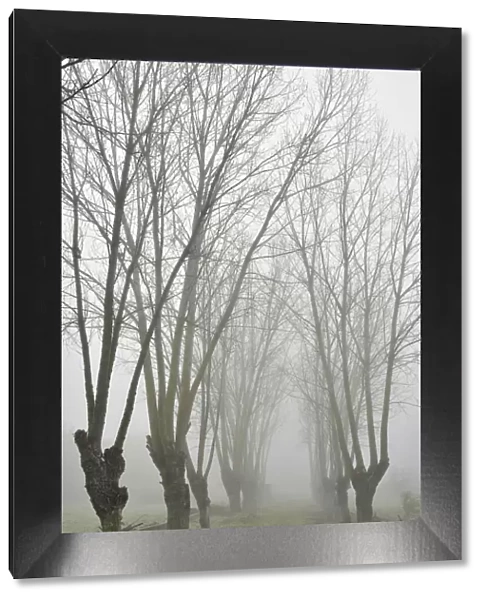 Trees in a foggy morning in winter. Setubal, Portugal