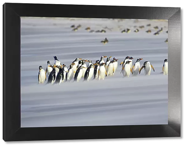 A line of Gentoo penguins (Pygoscelis papua) walking on the beach, Sea Lion Island
