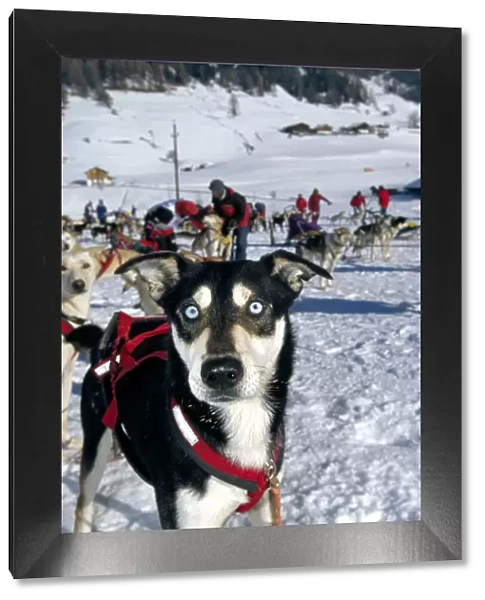 Husky, dog sled tour along an alpine track, Sexten, Alpe Nemes, Dolomite Mountains