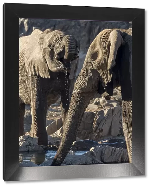 Africa, Namibia, Hobatere concession. Two male desert elephants at the waterhole
