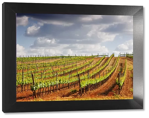 Vineyards in the wine growing plains of Alentejo, Portugal