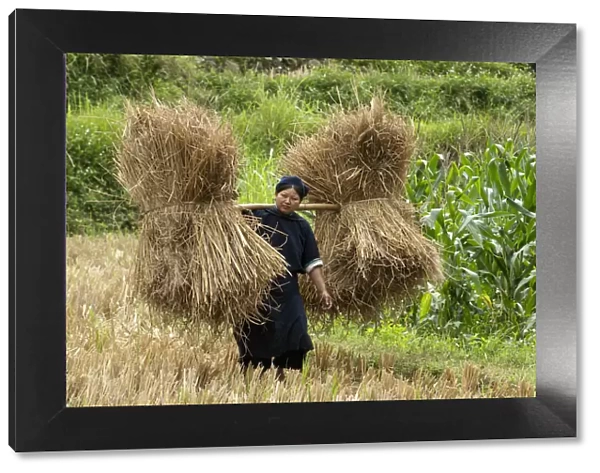 Asia, Vietnam, Daxin County, Phia Thap, Nung An, tribal women collecting straw