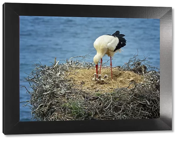 A white stork feeding his cubs. The Parque Natural do Sudoeste Alentejano e Costa