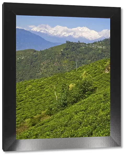 India, West Bengal, Darjeeling, Arya Tea Estate & Mount Kanchenjunga