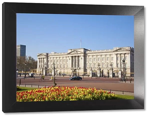 United Kingdom, London, Westminster, Tulips infront of Buckingham Palace
