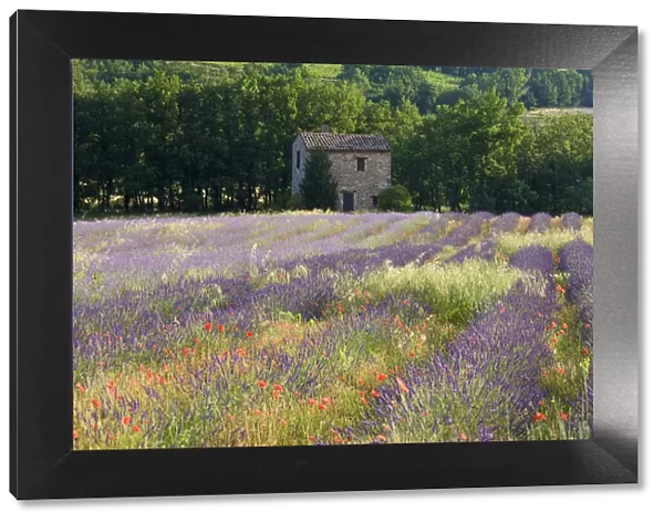 Lavender field, The Luberon, Provence, France