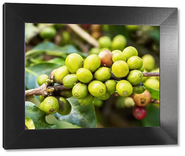 Coffea Cherries at Coffee Plantation, Blue Mountains, Saint Andrew Parish, Jamaica