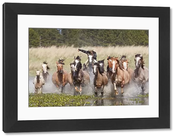 A gaucho drives a group of horses through a lagoon of the Estancia Buena Vista, Esquina