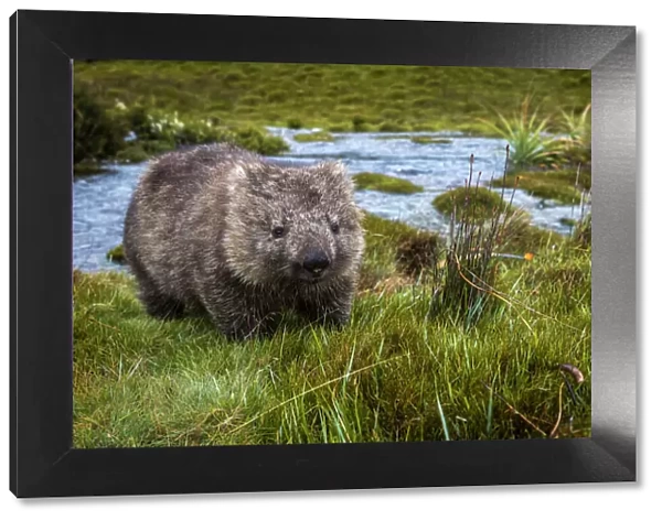 Wombat (Vombatidae), Cradle Mountain-Lake St Clair National Park, Tasmania, Australia